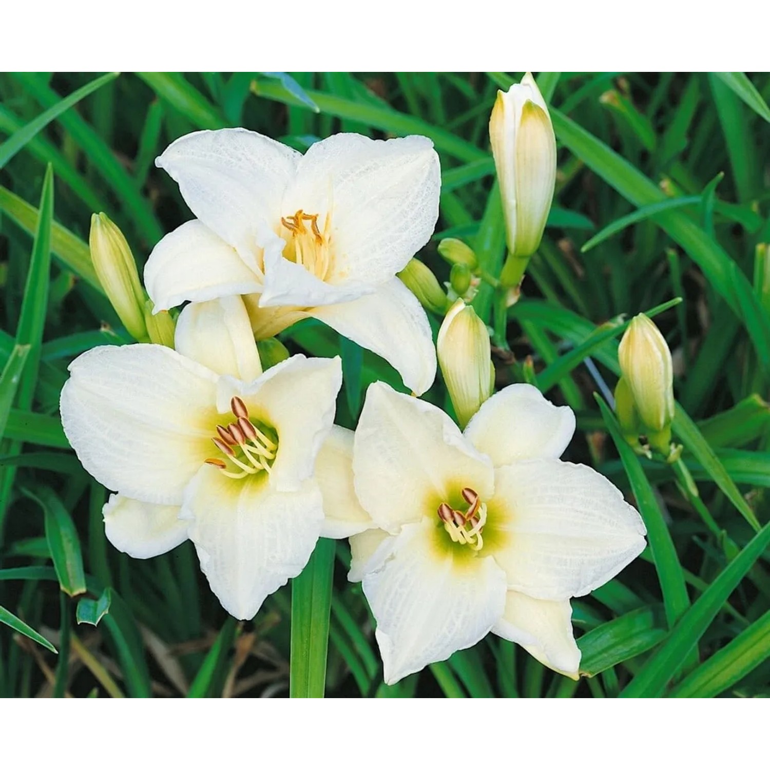 Nahaufnahme der weißen Taglilie 'Gentle Shepherd' im Topf, eine elegante Staude für sonnige Standorte.