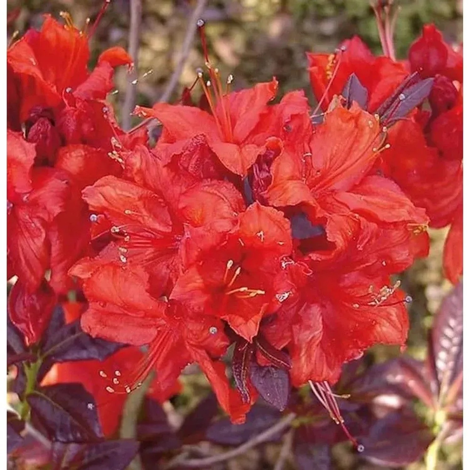 Azalee Royal Command 60-70cm - Rhododendron,uteum - Alpenrose