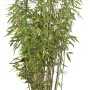 Heckenbambus Jumbo im Topf, grüne Blätter, ca. 100-125 cm hoch, ideal für blickdichte Hecken.