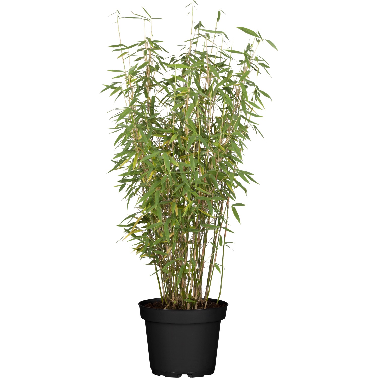 Heckenbambus Jumbo Set à 30 Stück Höhe ca. 100 - 125 cm Fargesia murielae