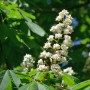 Blühende Rosskastanie (Aesculus hippocastanum), Detailaufnahme der weißen Blütenstände.