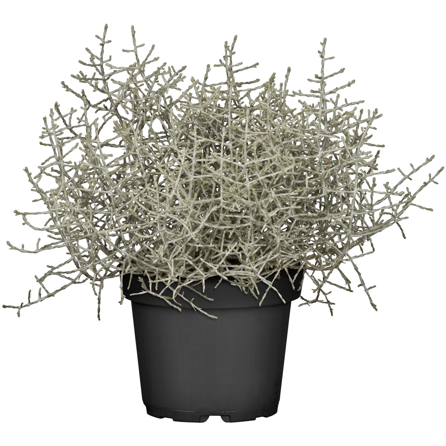 GROW by OBI Silberkörbchen Topf-Ø ca. 11 Calocephalus