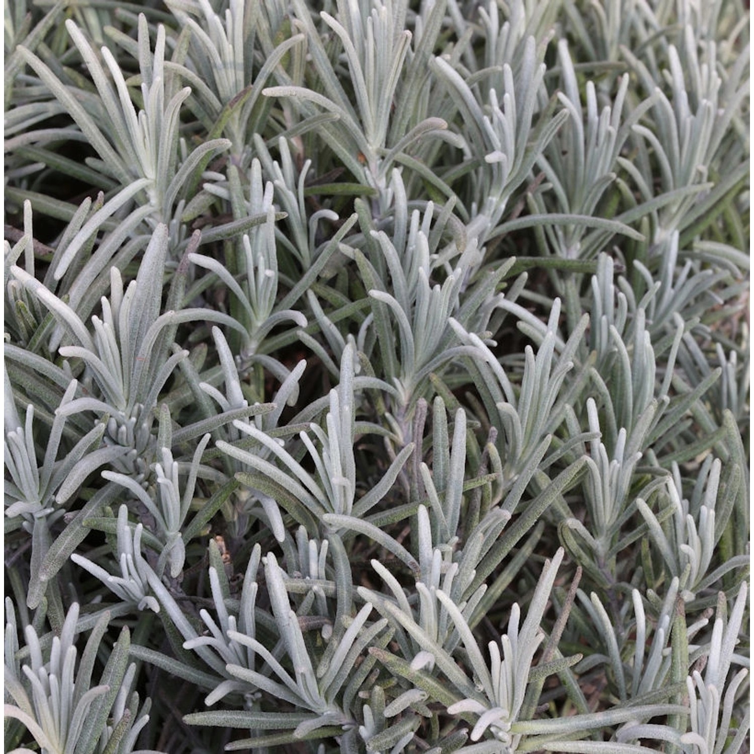 Echter Lavendel Silver Mist - Lavandula angustifolia günstig online kaufen