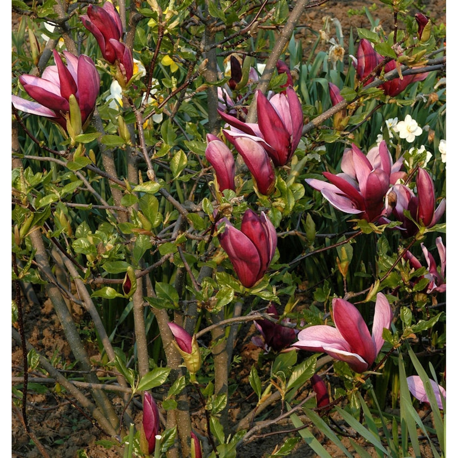 Purpur Magnolie 40-60cm - Magnolia liliiflora günstig online kaufen