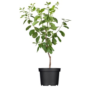 Bio Zwergpflaume 'Hanna' im Topf, ca. 60-80cm hoch. Ideal für Balkon und Garten.