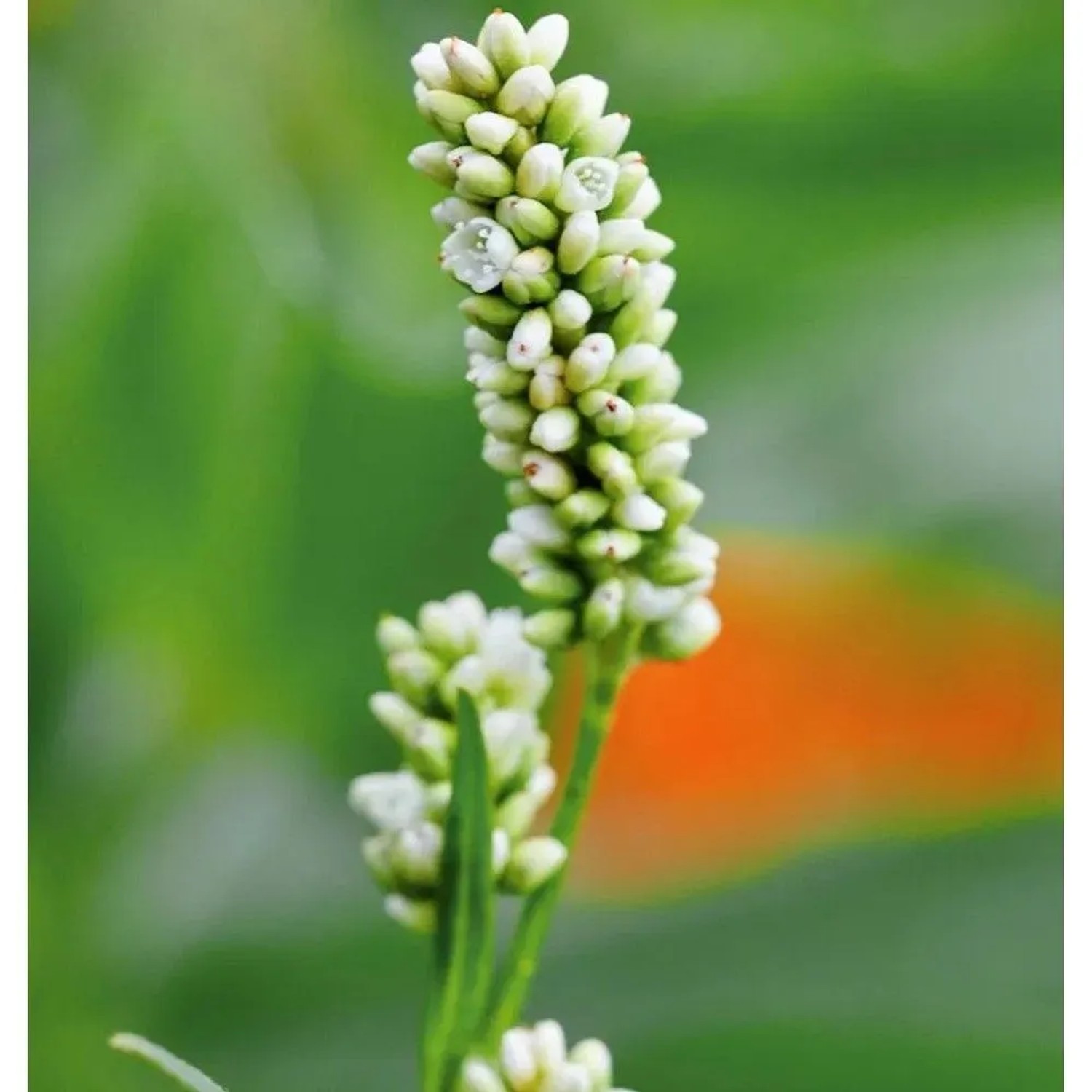 Kerzenknöterich White Eastfield - Persicaria amplexicaulis