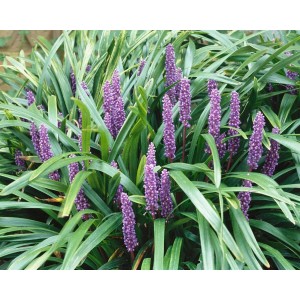 Lilientraube 'Ingwersen': Staude mit violetten Blüten und grünen Blättern, ideal als Bodendecker.
