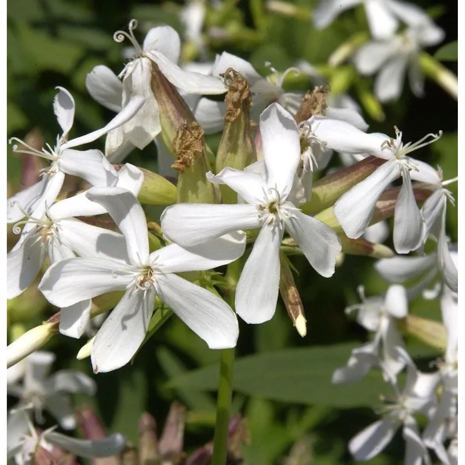 Gewöhnliches Seifenkraut - Saponaria officinalis