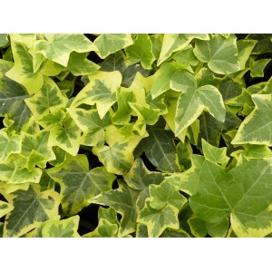 Efeu Gold Child (Hedera helix) mit grün-gelb panaschierten Blättern im Topf.