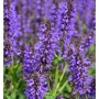 Ziersalbei Marcus - Salvia nemorosa_2
