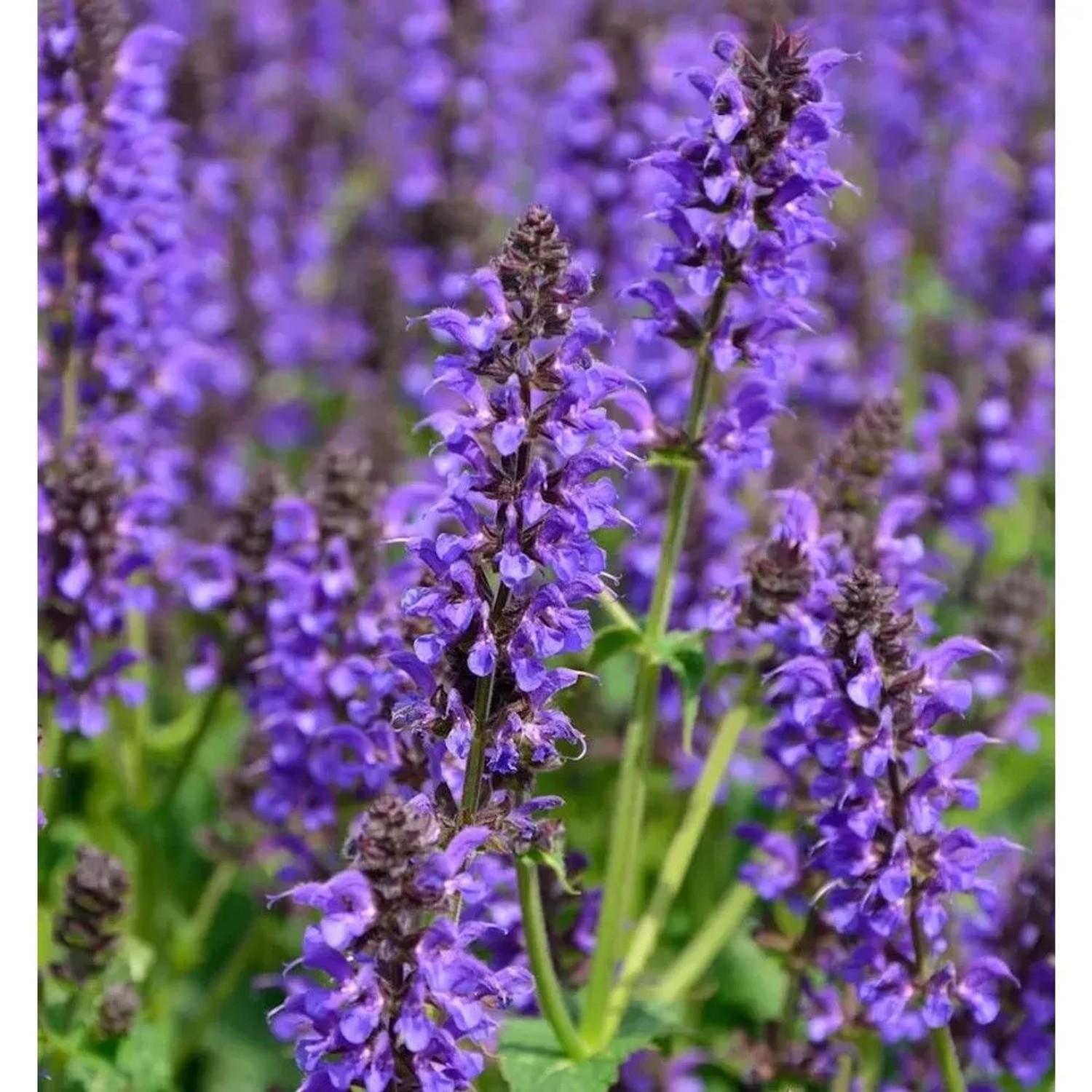 Ziersalbei Marcus - Salvia nemorosa_2