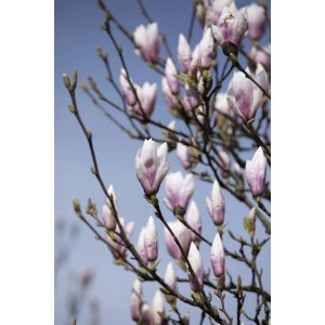 Nahaufnahme der Tulpenmagnolie 'Heaven Scent' mit rosa Blütenknospen vor blauem Himmel.