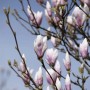 Nahaufnahme der Tulpenmagnolie 'Heaven Scent' mit rosa Blütenknospen vor blauem Himmel.