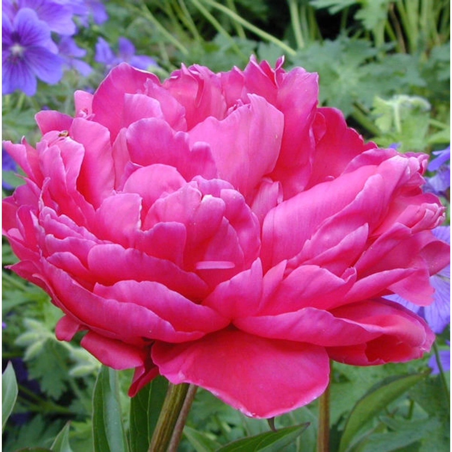 Pfingstrose Rosea Plena - Paeonia officinalis günstig online kaufen