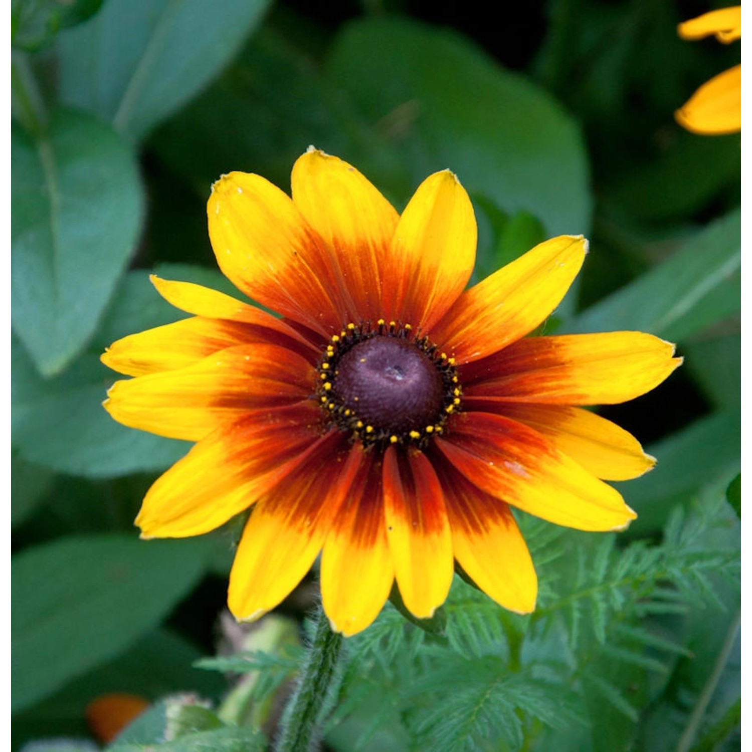 Sonnenhut Summerdaisys Red Bicolor - großer Topf - Rudbeckia cultorum günstig online kaufen