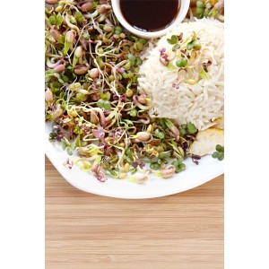 Teller mit Reis, Sprossenmischung und Sojasoße. Pikante Bio Keimsprossen-Saat.