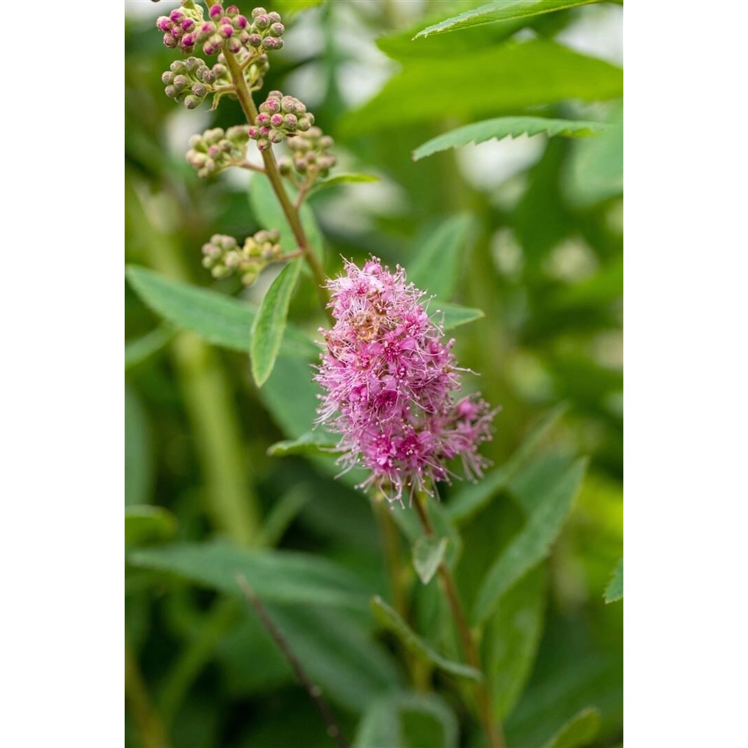 Spiraea Billardii Triumphans Rosa Blüten 60–80 cm günstig online kaufen