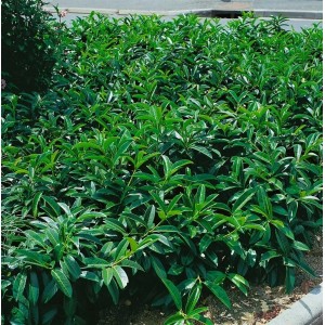 Buschiger, grüner Kirschlorbeer 'Mount Vernon' als Bodendecker, 15–20 cm hoch.