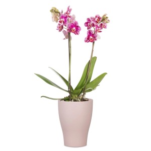 Scheurich Orchideentopf 608 in Powder Rose mit blühender Orchidee, Ø 13 cm.