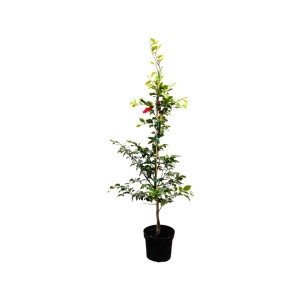 Rotbuche (Fagus sylvatica), 100-125 cm, im Topf. Ideal als Heckenpflanze oder Solitär.