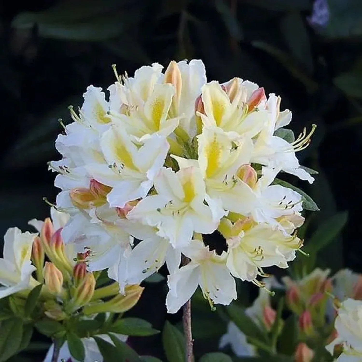 Azalee Daviesii 40-50cm - Rhododendron,uteum - Alpenrose