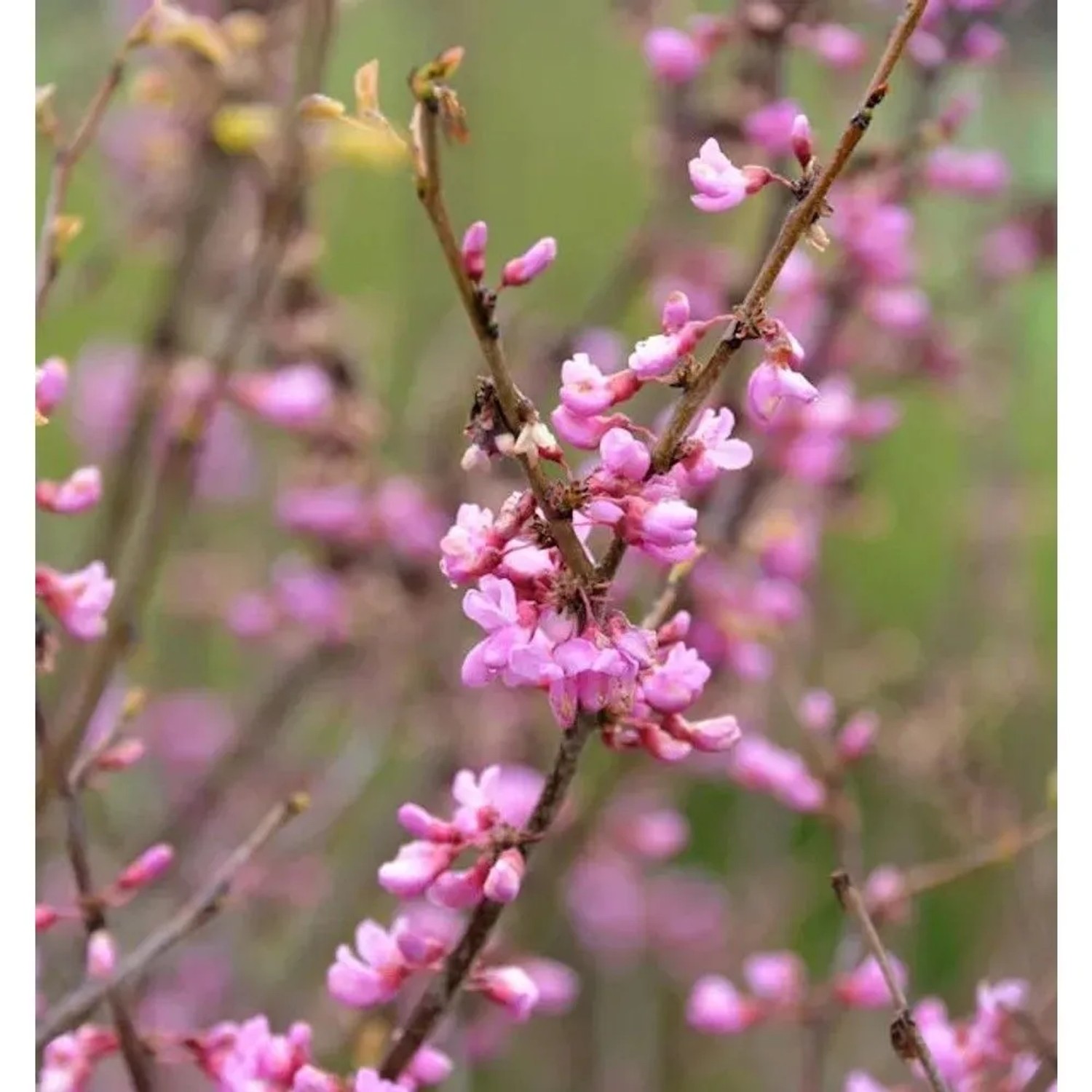 Hochstamm Kanadischer Judasbaum Oklahoma 80-100cm - Cercis canadensis
