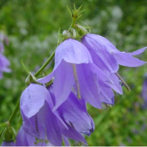 Nahaufnahme der lila Doldenglockenblume Superba (Campanula lactiflora) im Garten.
