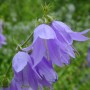 Nahaufnahme der lila Doldenglockenblume Superba (Campanula lactiflora) im Garten.