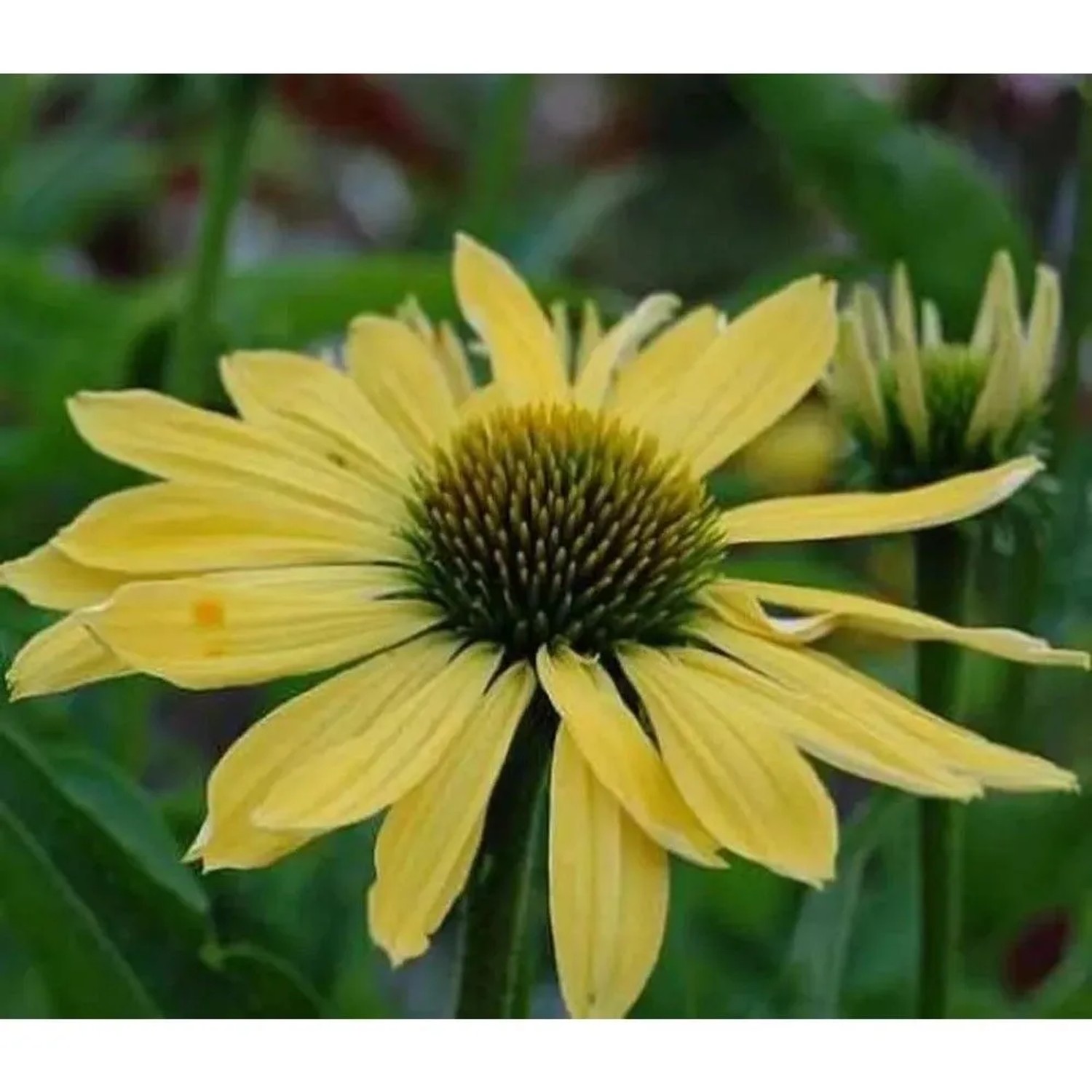 Gelber Sonnenhut 'Sundown' (Echinacea purpurea) im Detail.