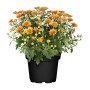 Orange Herbst-Chrysantheme im Topf, ca. 10 cm hoch, Topf-Ø ca. 13 cm.