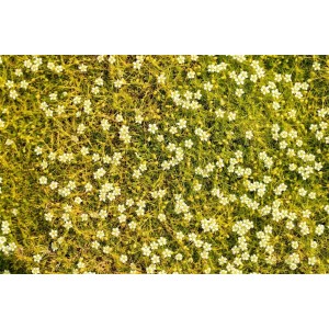 Goldgrüner Moos-Steinbrech (Sagina Subulata Aurea) mit kleinen, weißen Blüten als dichter Bodendecker.