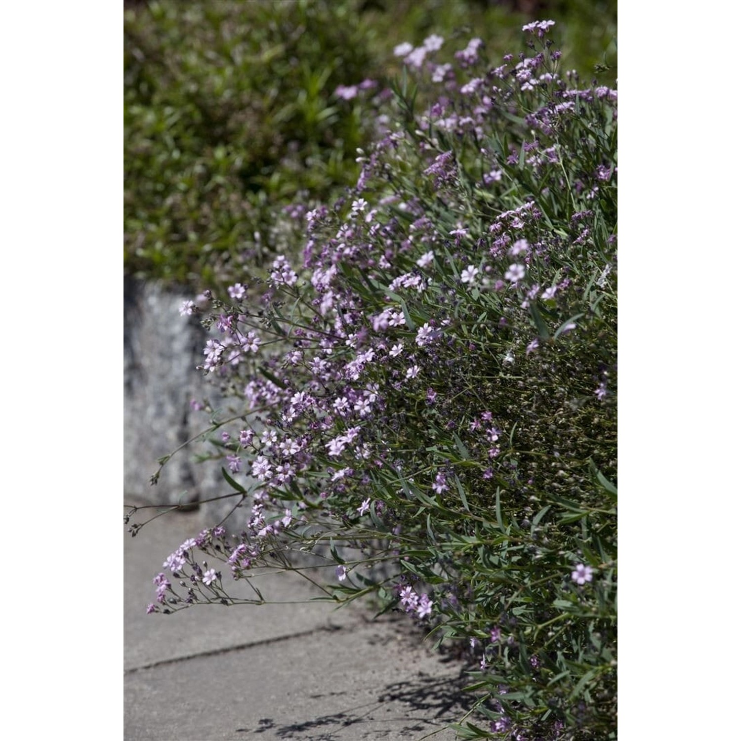 Gypsophila Repens Rosea Teppich Schleierkraut Ca. 9x9 cm Topf günstig online kaufen