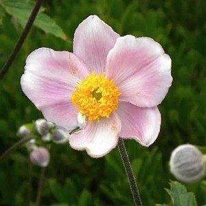 6 x Herbst-Anemone 'Robustissima' Anemone tomentosa Topf 9cm Lange Blütezeit
