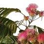 Pflanzen-Boering Albizia Julibrissin Ombrella Seidenbaum Stamm 160-170 cm Stammhöhe 120 cm_2