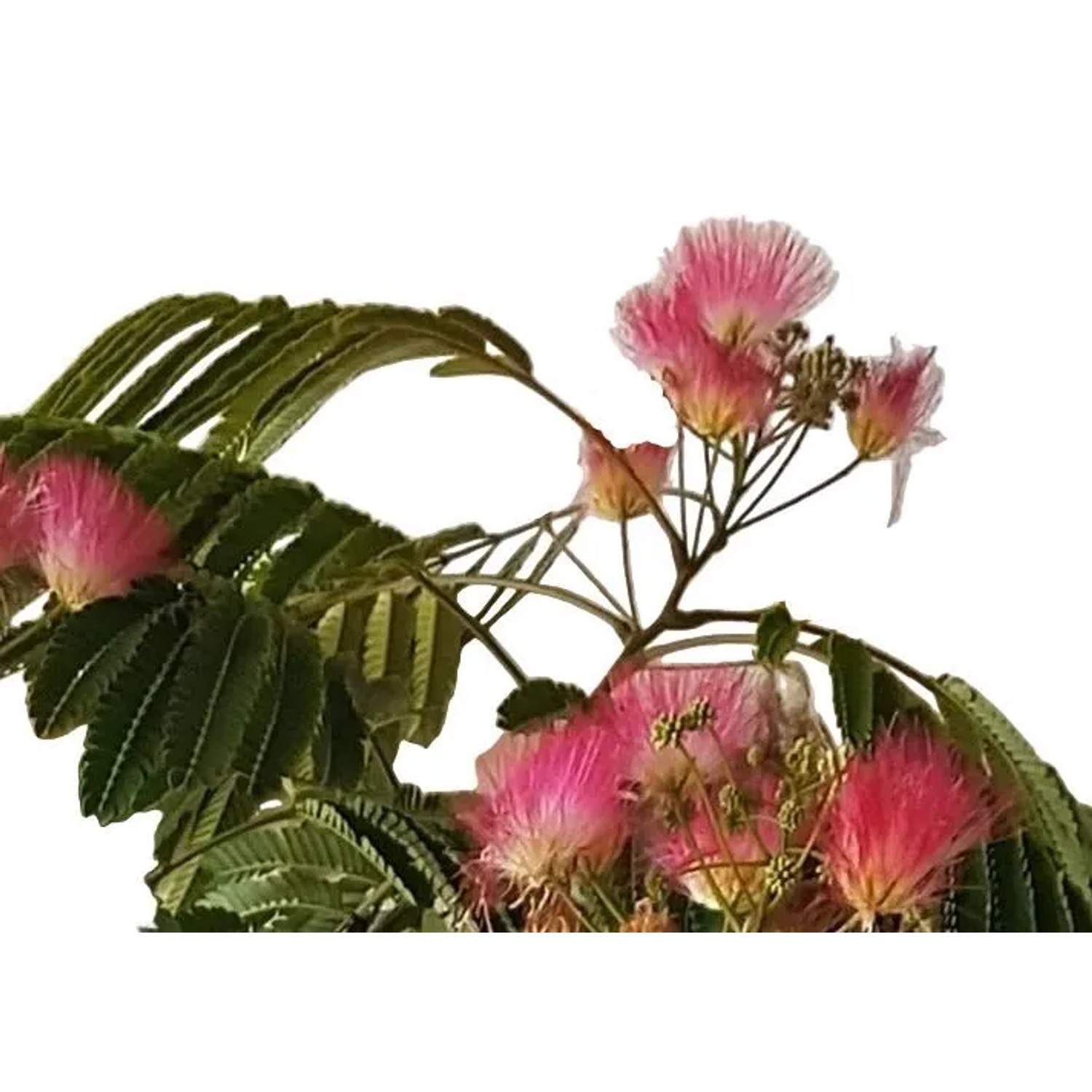 Pflanzen-Boering Albizia Julibrissin Ombrella Seidenbaum Stamm 160-170 cm Stammhöhe 120 cm_2
