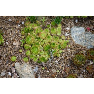 Kugelhauswurz Jovibarba Globifera im 9x9 cm Topf, grüne Rosetten, ideal für Steingärten.