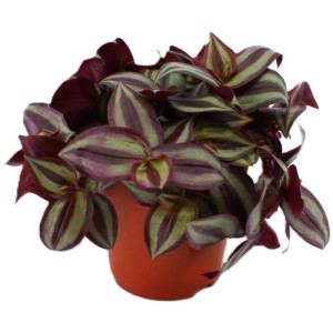 GROW by OBI Dreimasterblume Violett in orangefarbenem Topf. Zimmerpflanze mit violett-grün panaschierten Blättern.