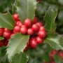 Nahaufnahme einer fruchtenden Stechpalme Ilex Blue Princess mit roten Beeren und grünen Blättern.