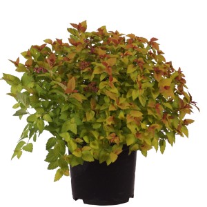 Spierstrauch Magic Carpet im Topf, orange-gelbes Laub und rosa Blüten. Kompakte Spiraea japonica.