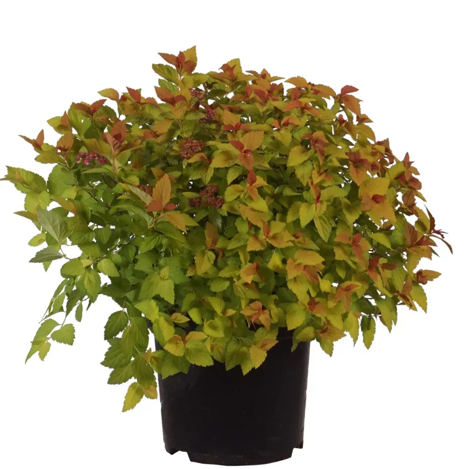 Spierstrauch Höhe ca. 40 cm Topf 2,8 l Spiraea Magic Carpet