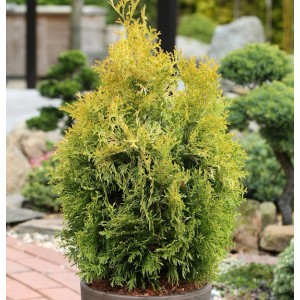 Goldener Lebensbaum Smaragd, 100-125cm, Thuja occidentalis im Topf.