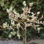 Schweizer Kätzchenweide (Salix helvetica) als Hochstamm mit flauschigen Kätzchen.