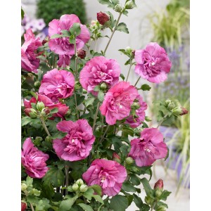 Hibiskus 'Magenta Chiffon' mit gefüllten, magentafarbenen Blüten im Topf.