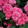 Nahaufnahme der Romantikrose Leonardo da Vinci mit üppigen, rosa Blüten.