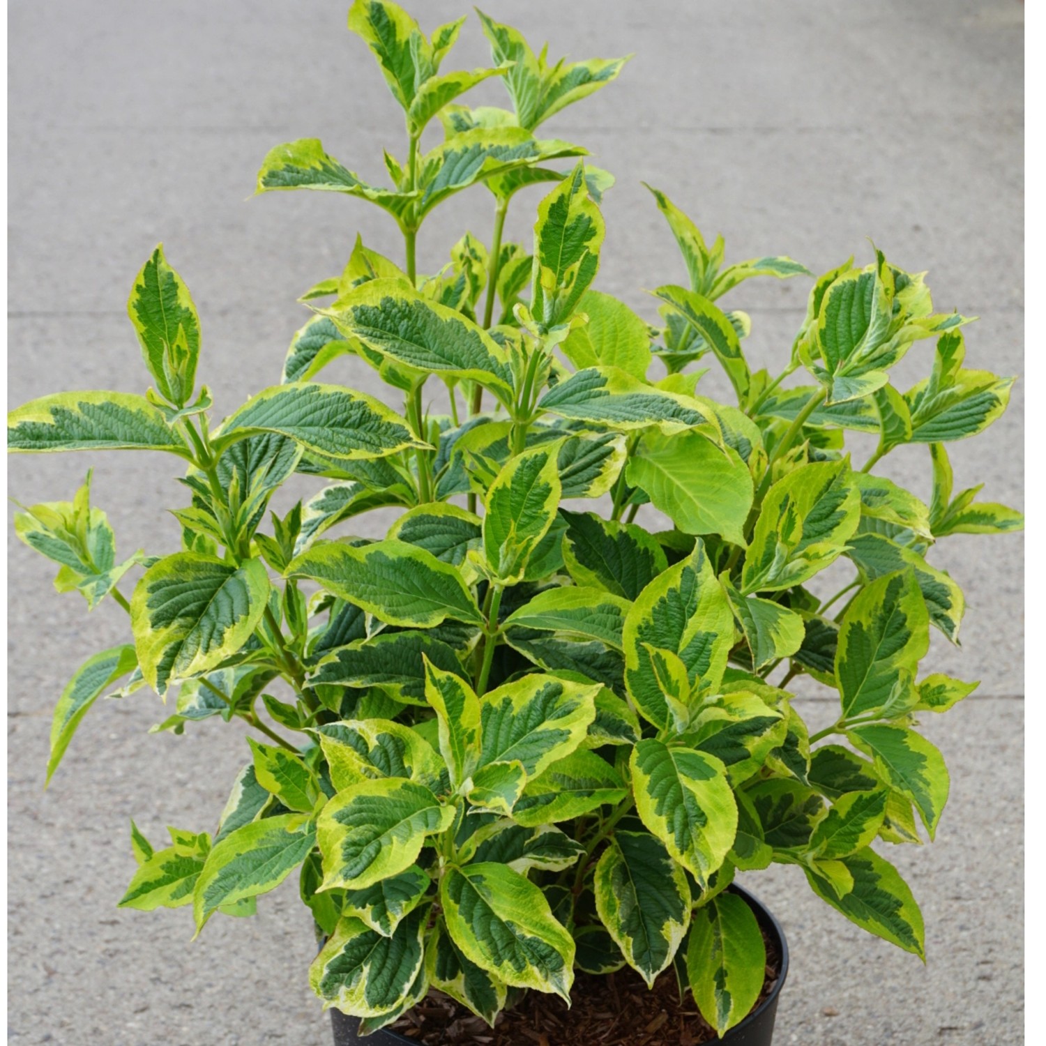 Weigelie White Lightning Höhe ca. 50-60 cm Topf ca. 6 l Weigela florida günstig online kaufen