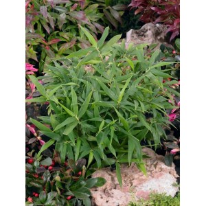 Pleioblastus Pumilus Bambusgras im 9x9 cm Topf, buschig wachsend mit grünen Blättern.