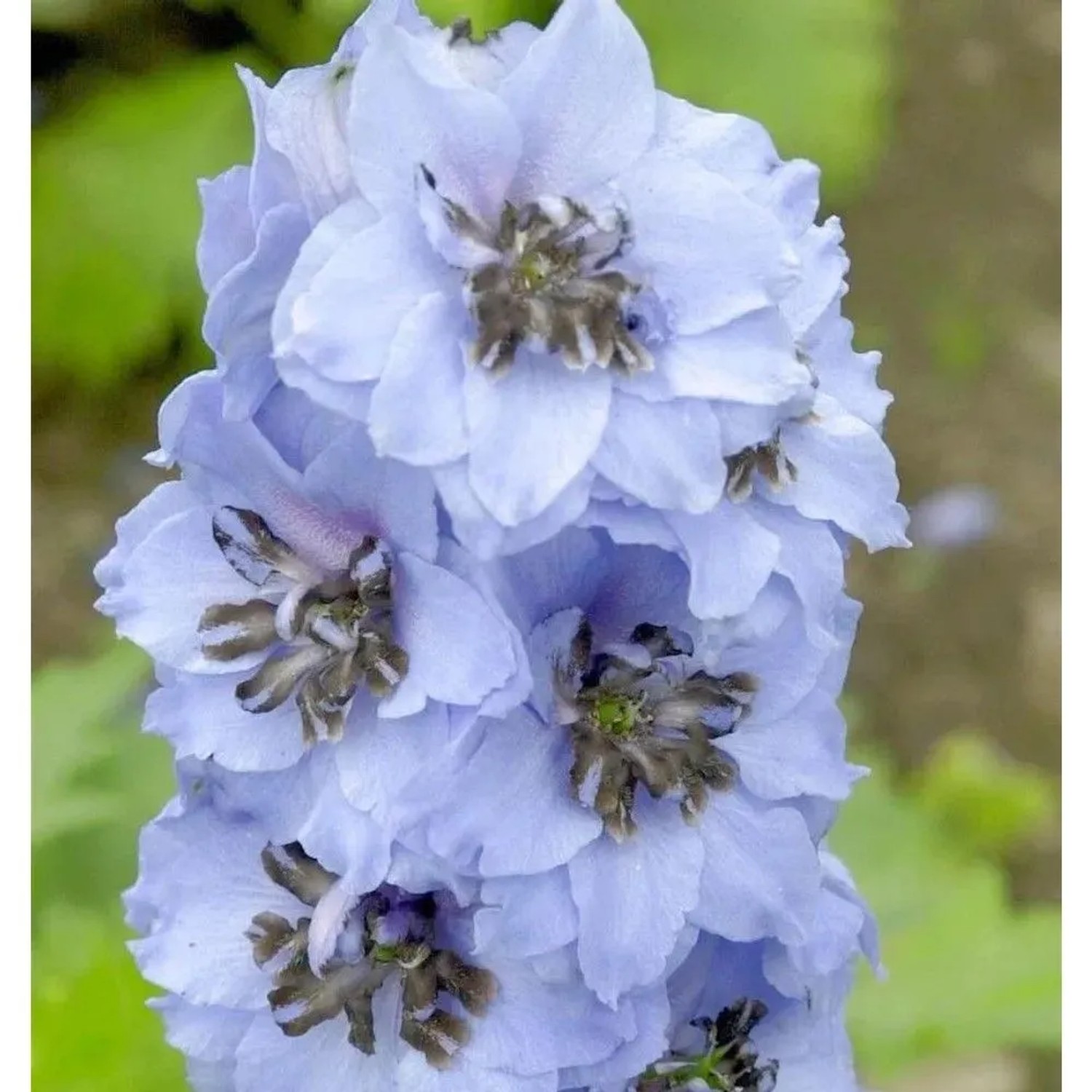 Rittersporn Elmhimmel - Delphinium belladonna