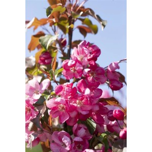 Zierapfel 'Rudolph' mit rosa Blüten vor blauem Himmel. Hausbaum für Garten und Kübel.