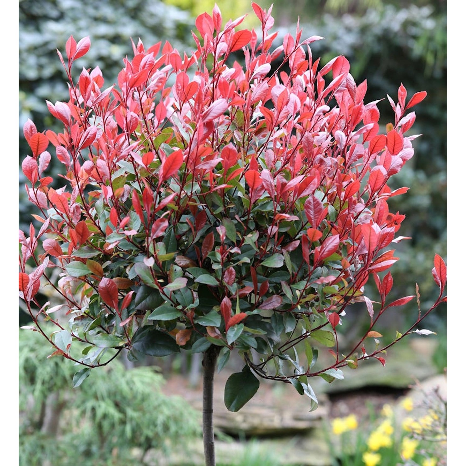 Hochstamm Glanzmispel Little Red Robin 80-100cm - Photinia fraseri günstig online kaufen