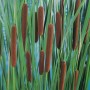 Rohrkolben (Typha angustifolia) mit braunen Kolben und grünen Blättern im Topf.